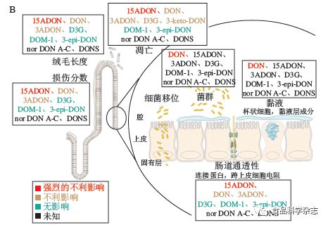 食品中嘔吐毒素的污染現狀、吸收代謝機制及腸道毒性研究進展——以安徽工程大學郭紅艷講師團隊研究為例